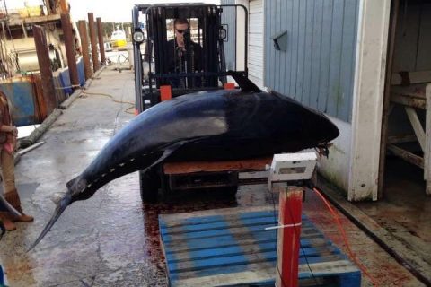 Photos: 1045-Pound Bluefin Tuna Caught in North Carolina