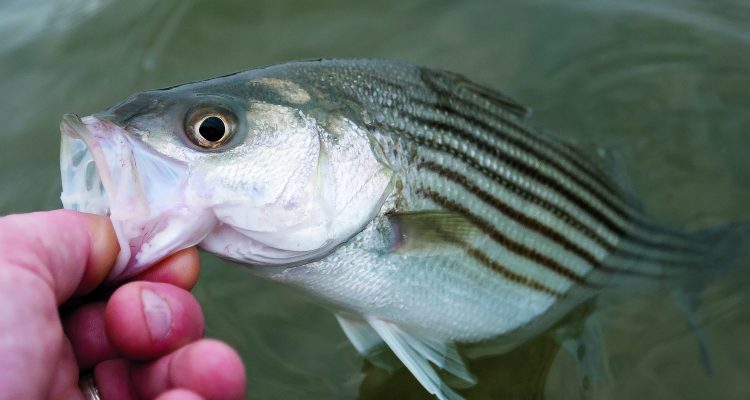Fisherman reported big numbers of very small stripers this season.