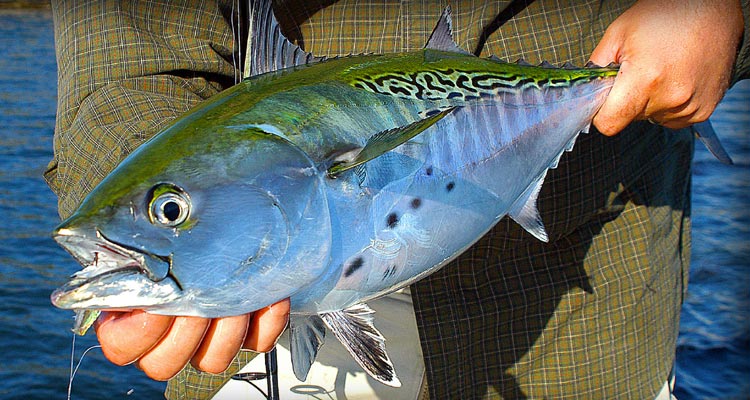 A nicely colored Cape Cod Albie