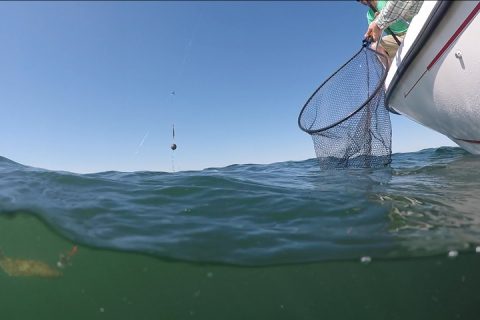 7 Tips For Netting Fluke