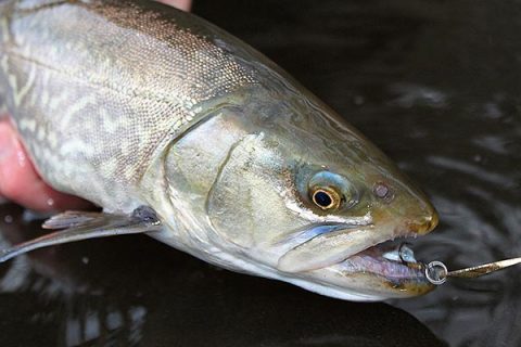 Trout caught on ACME Kastmaster