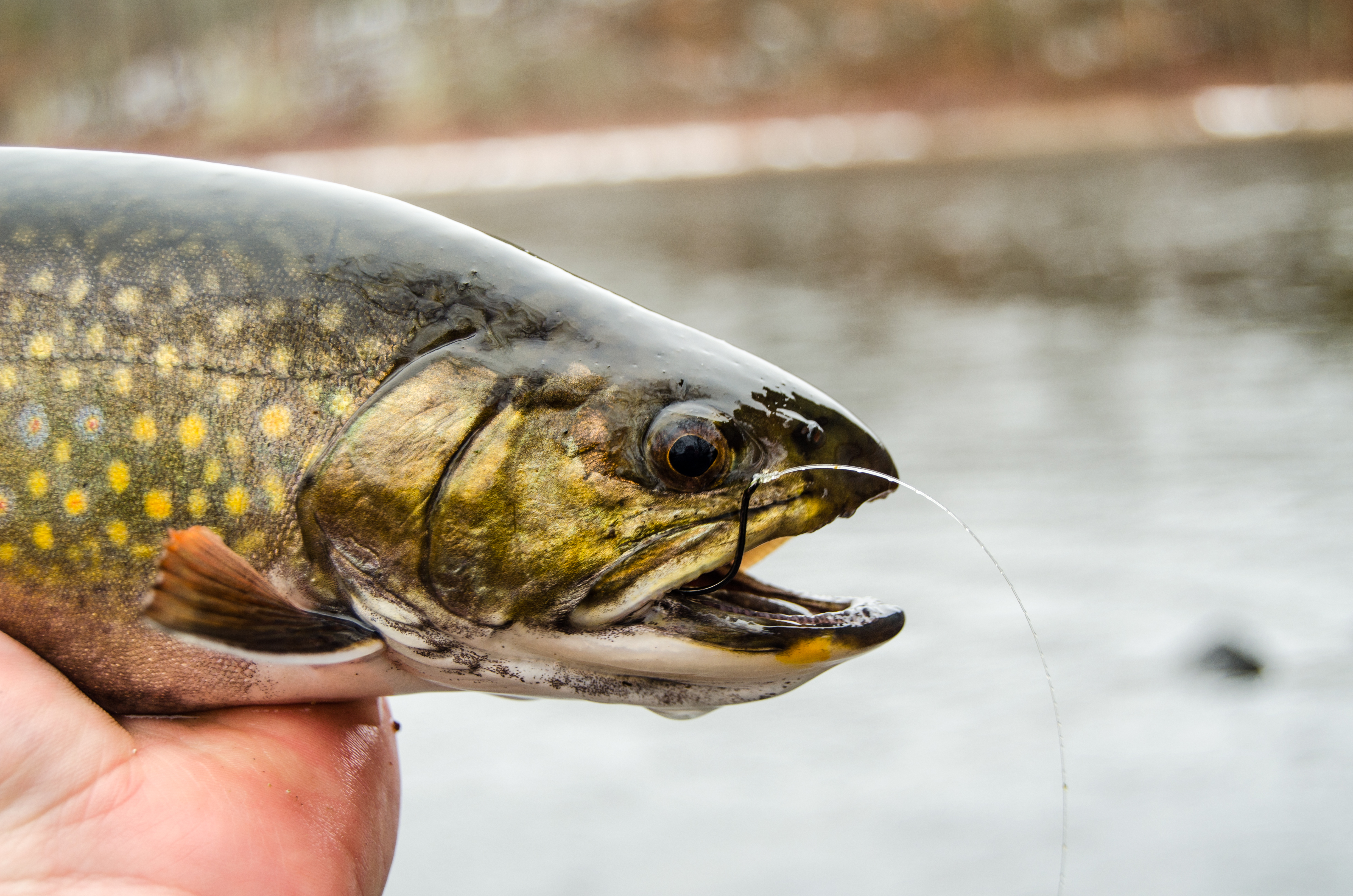 The 4 Best Baits for Opening Trout Day - On The Water