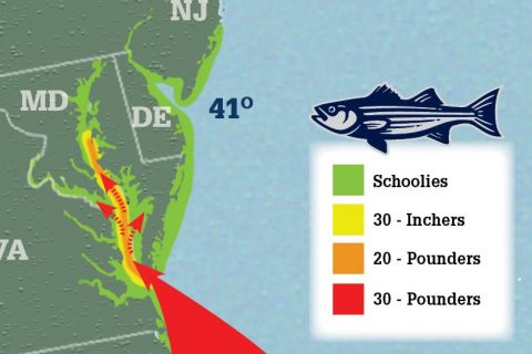 Striper Migration Map