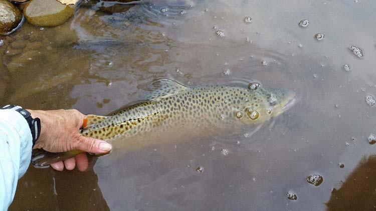 Anglers are catching trout using nymphs (e.g. beadhead prince; green weenie; dark stoneflies). (photo provided by Julie Szur)