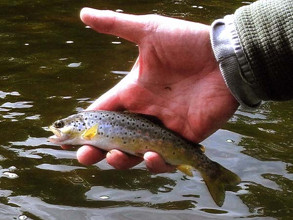 This pint-sized brown is proof that these fish are reproducing in the river.