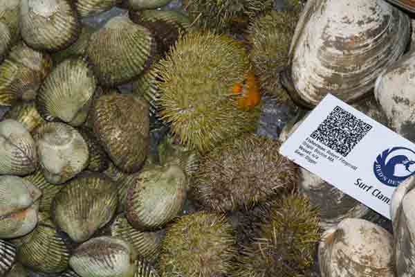 sea urchin