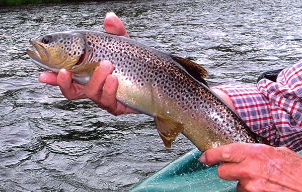 In the spring, brown trout have a duller coloration.