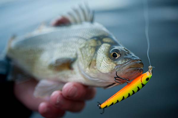 White Perch: Keeping It In The Family - On The Water