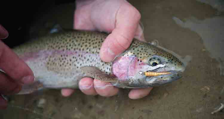 TROUT MAGNET Fishing  MUST SEE BIG Fish STRIKES! 