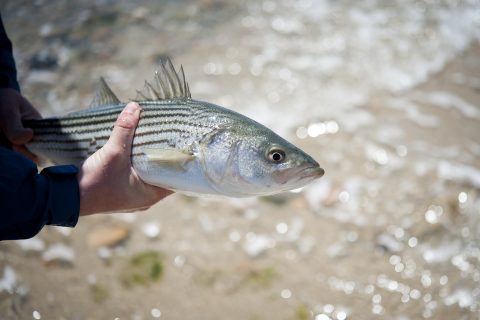 Striped Bass Managers Shoot Down Quota Increase