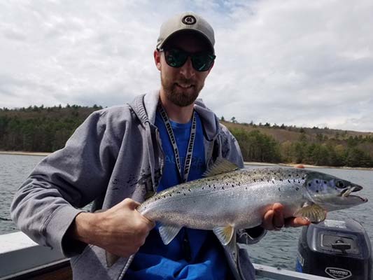 Quabbin salmon are getting fat on smelt!