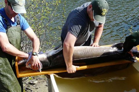 Lake Sturgeon Recaptured And Released 19 Years Later
