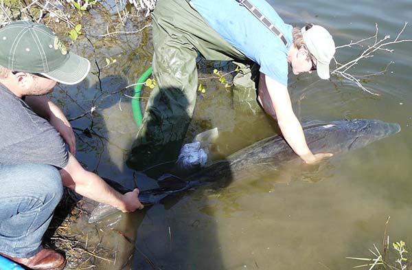 The 48-year old male sturgeon is released back into the Lamoille River.