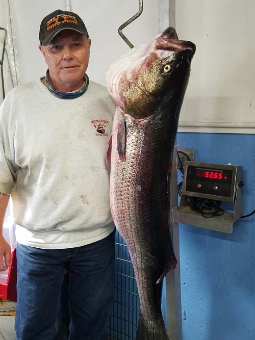 Al William's 52.65 pound striped bass