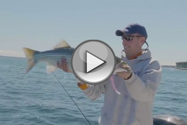 ZMan Soft Plastics for Stripers