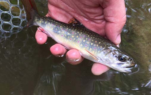 beautiful Brook Trout caught by Mark Hanes