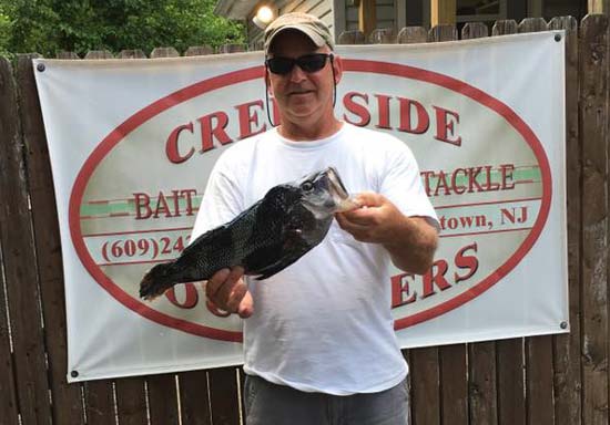 Creekside Outfitters saw some nice sea bass weighed in this week.