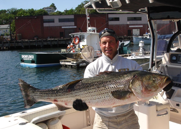 Capt. Mark Elliott caught this 50-inch, 47.55-pound striped bass off of Gloucester