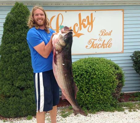 Matt Weckbacher with a BIG 69-pound Striper Cup entry!