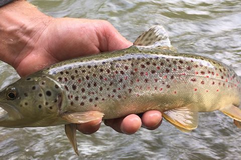 Native stream browns in Central New York on nymphs.