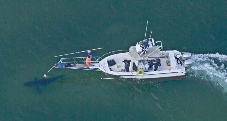 Guided by spotter pilot Wayne Davis, researchers from the Massachusetts Division of Marine Fisheries place a tag on a white shark.