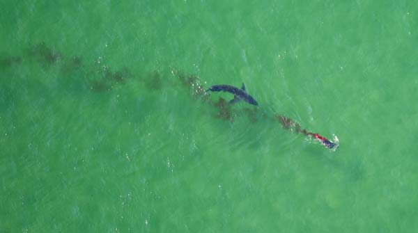 Over eight years of shark spotting, the team has observed relatively few predation events.