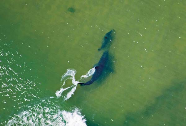 In the shallow waters off Cape Cod’s beaches, white sharks feed primarily on seals.