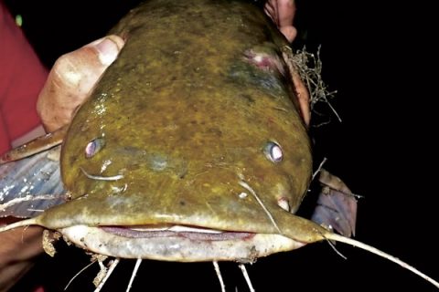 Flathead Catfish