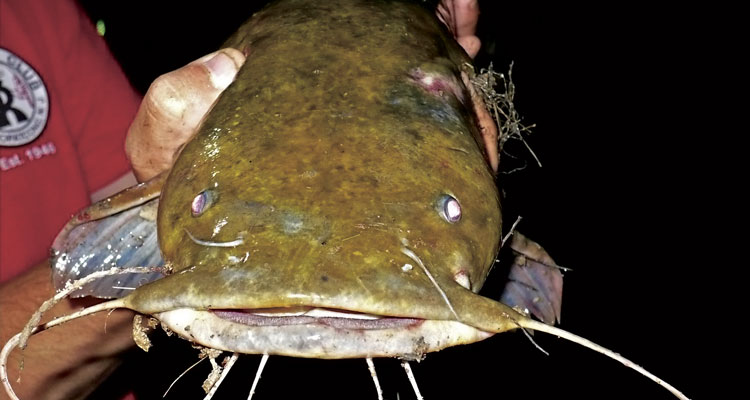 What Size Hook For Flathead Catfish?