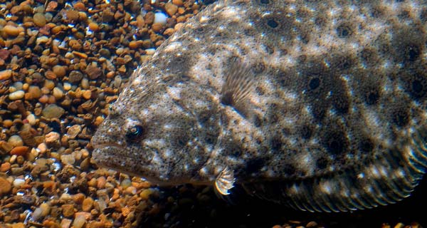 when seeking back-bay keeper flounder, the clearer the water, the better.