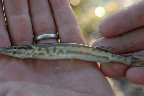 A close-up of a muskellunge fingerling. About 4,300 muskie fingerlings will be stocked into Lake Champlain and the Missisquoi River on Monday evening by Vermont Fish & Wildlife.