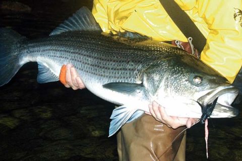 Pork Rind Replacements