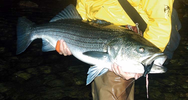 Pork Rind Replacements