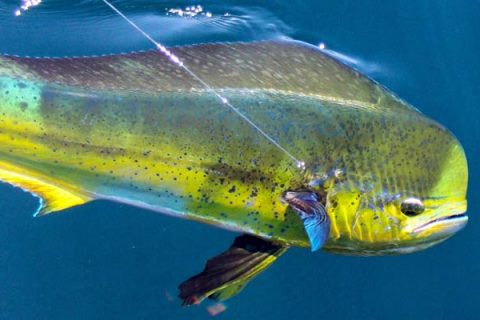 Southern Tactics For Northern Mahi