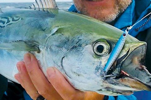 Daddy Mac Albie/Bonito Jig
