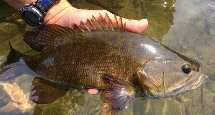 Beautiful Smallmouth Bass caught using a popper this past weekend on the West Branch Susquehanna River!