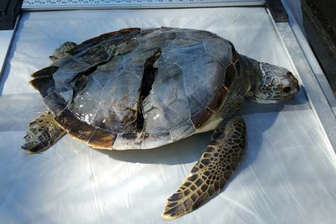 Green turtle found in Waquoit Bay