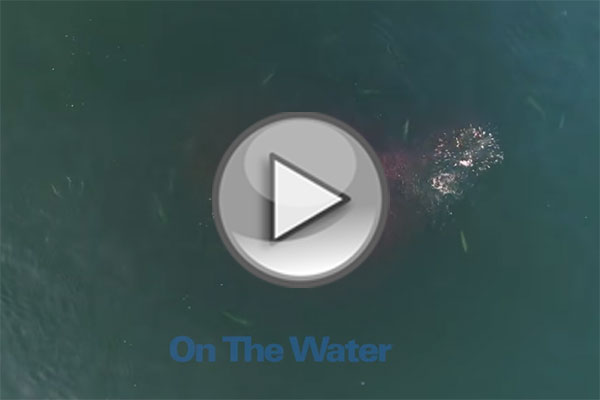 Cape Cod Albies Blitzing on Bay Anchovies