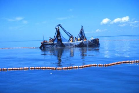 Massachusetts Eyeing 65% Increase in Menhaden Harvest