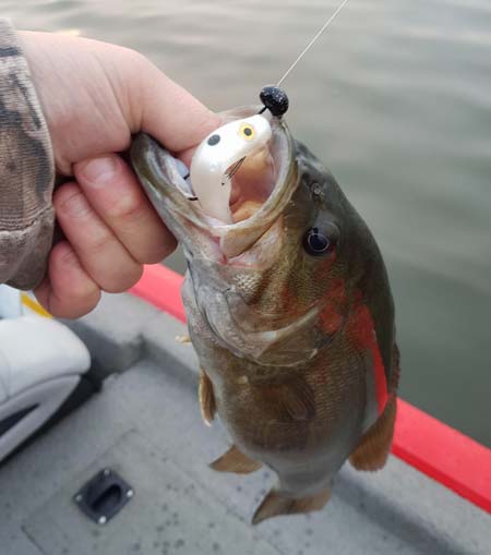 Cowanesque Lake smallmouth