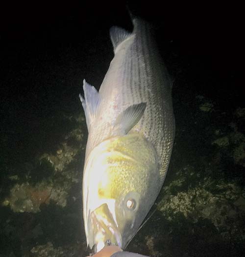 Jimmy Fee's 55-pound striper