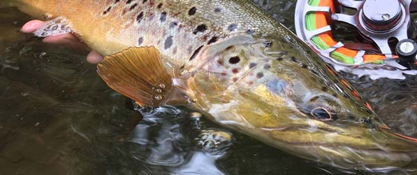Fishing Creek trout