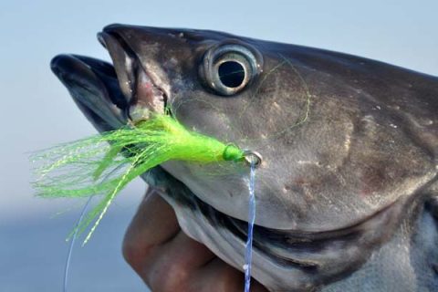 pollock jig teaser fly