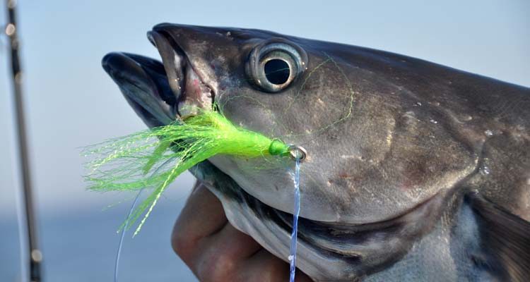 pollock jig teaser fly