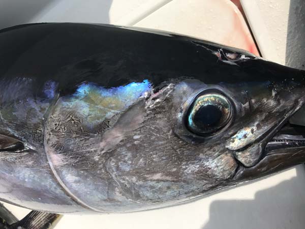 bigeye tuna