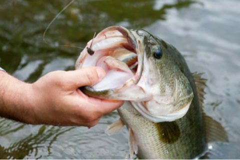 Jigs worked slowly for cold water largemouth bass