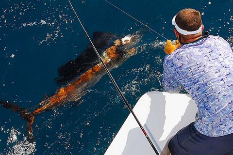 Savvy mates know when to go for the leader