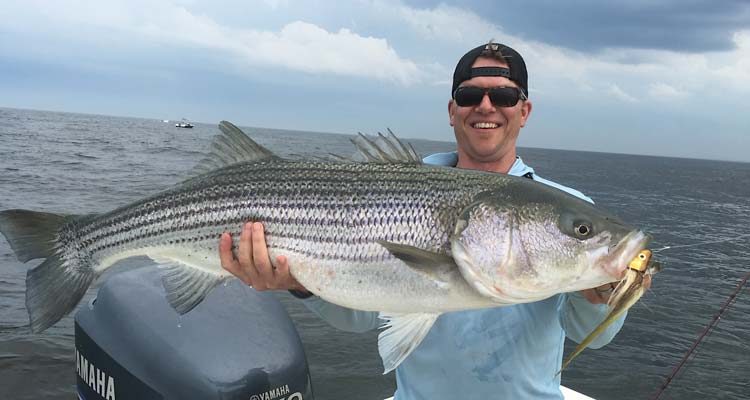 Fourty-pound stripers on the fly