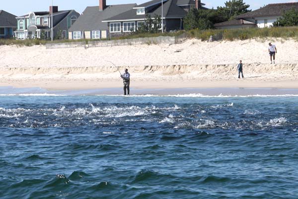 Follow the Wind, Find the Fis