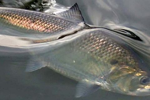 American Shad